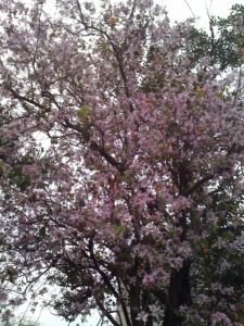 Bauhinia flowers