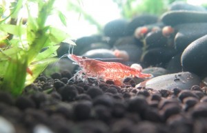 Cherry Shrimp