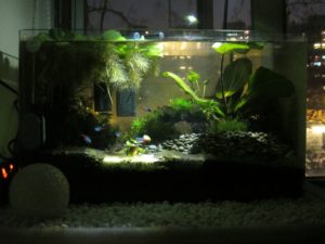 Aquarium @Home (night view)